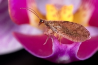 (Neuroptre - Hemerobiidae - Micromus angulatus)